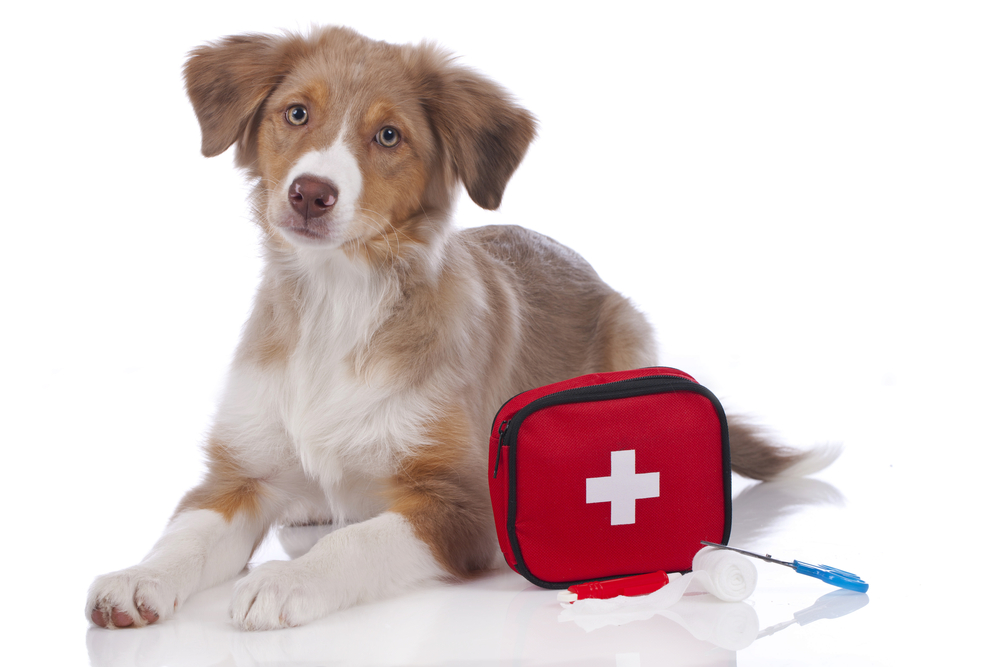 Australian,Shepherd,Puppy,With,First,Aid,Kit,Isolated