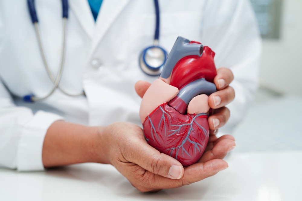 Cardiovascular,Disease,Cvd,,Doctor,With,Heart,Human,Model,Anatomy,For